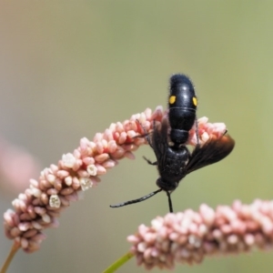 Laeviscolia frontalis at Molonglo River Reserve - 11 Mar 2017