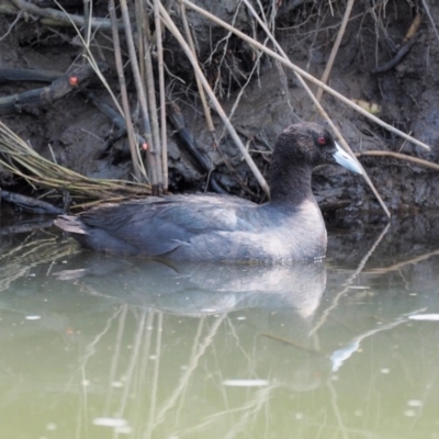 Fulica atra (Eurasian Coot) at Molonglo Valley, ACT - 11 Mar 2017 by KenT