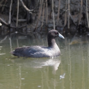 Fulica atra at Molonglo River Reserve - 11 Mar 2017 12:34 PM