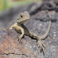 Intellagama lesueurii howittii (Gippsland Water Dragon) at Molonglo Valley, ACT - 11 Mar 2017 by KenT