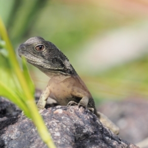 Intellagama lesueurii howittii at Molonglo River Reserve - 11 Mar 2017 12:13 PM