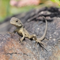 Intellagama lesueurii howittii at Molonglo River Reserve - 11 Mar 2017