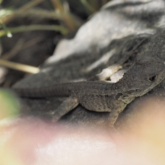 Intellagama lesueurii howittii at Molonglo River Reserve - 11 Mar 2017