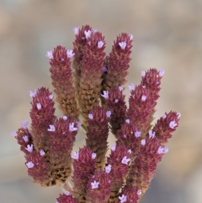 Verbena incompta (Purpletop) at Molonglo River Reserve - 11 Mar 2017 by KenT