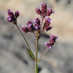 Verbena incompta at Molonglo River Reserve - 12 Mar 2017 09:21 AM