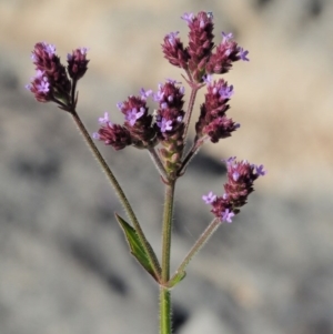 Verbena incompta at Molonglo River Reserve - 12 Mar 2017 09:21 AM