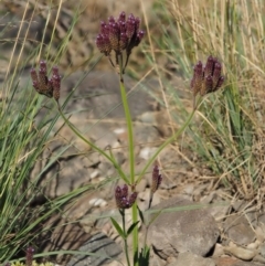 Verbena incompta at Molonglo River Reserve - 12 Mar 2017 09:21 AM