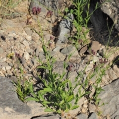 Verbena incompta at Molonglo River Reserve - 12 Mar 2017 09:21 AM