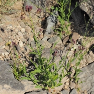 Verbena incompta at Molonglo River Reserve - 12 Mar 2017 09:21 AM