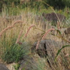 Persicaria lapathifolia (Pale Knotweed) at Molonglo Valley, ACT - 12 Mar 2017 by KenT