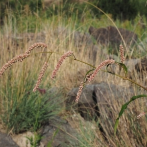 Persicaria lapathifolia at Molonglo River Reserve - 12 Mar 2017