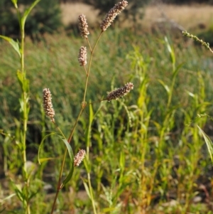 Persicaria lapathifolia at Molonglo River Reserve - 12 Mar 2017