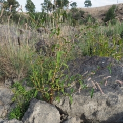 Persicaria lapathifolia at Molonglo River Reserve - 12 Mar 2017