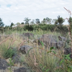 Persicaria lapathifolia at Molonglo River Reserve - 12 Mar 2017