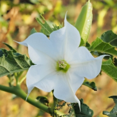 Datura stramonium (Common Thornapple) at Molonglo River Reserve - 11 Mar 2017 by KenT