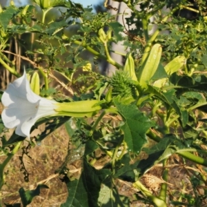 Datura stramonium at Molonglo River Reserve - 12 Mar 2017