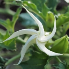 Datura stramonium at Molonglo River Reserve - 12 Mar 2017