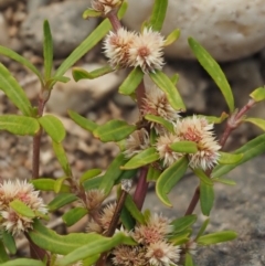 Alternanthera denticulata (Lesser Joyweed) at Molonglo Valley, ACT - 11 Mar 2017 by KenT