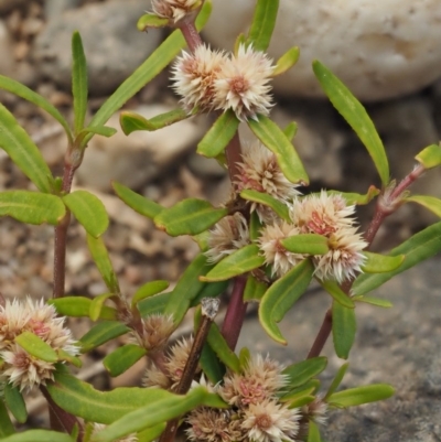 Alternanthera denticulata (Lesser Joyweed) at Molonglo River Reserve - 11 Mar 2017 by KenT