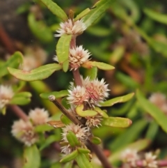 Alternanthera denticulata at Molonglo River Reserve - 12 Mar 2017 09:11 AM