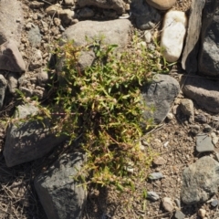 Alternanthera denticulata at Molonglo River Reserve - 12 Mar 2017 09:11 AM