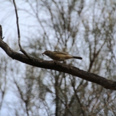 Pachycephala rufiventris (Rufous Whistler) at Mount Majura - 16 Mar 2017 by petersan