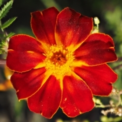 Tagetes erecta (Mexican Marigold) at Molonglo Valley, ACT - 12 Mar 2017 by KenT