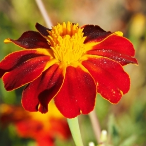 Tagetes erecta at Molonglo River Reserve - 12 Mar 2017