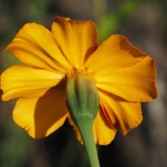 Tagetes erecta at Molonglo River Reserve - 12 Mar 2017