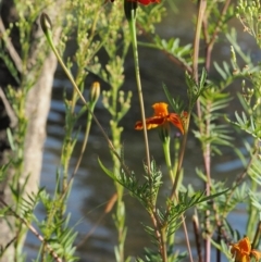 Tagetes erecta at Molonglo River Reserve - 12 Mar 2017