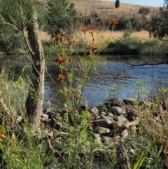 Tagetes erecta at Molonglo River Reserve - 12 Mar 2017