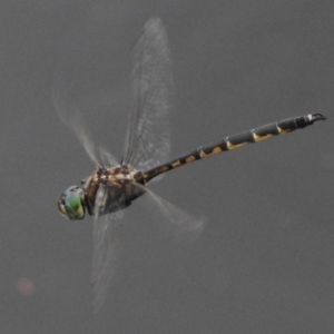 Hemicordulia australiae at Monash, ACT - 16 Mar 2017