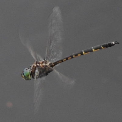 Hemicordulia australiae (Australian Emerald) at Tuggeranong Creek to Monash Grassland - 16 Mar 2017 by JohnBundock