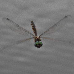 Hemicordulia australiae at Monash, ACT - 16 Mar 2017