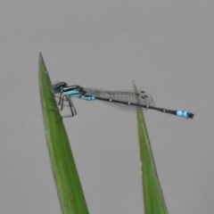 Austroagrion watsoni (Eastern Billabongfly) at Isabella Pond - 16 Mar 2017 by JohnBundock