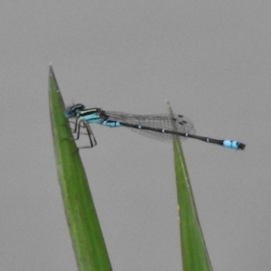 Austroagrion watsoni at Monash, ACT - 16 Mar 2017