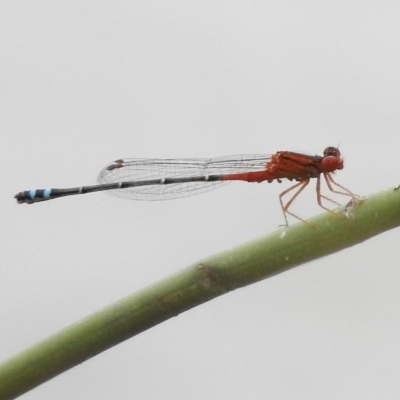 Xanthagrion erythroneurum (Red & Blue Damsel) at Monash, ACT - 16 Mar 2017 by JohnBundock