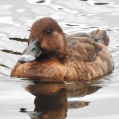 Aythya australis (Hardhead) at Isabella Pond - 16 Mar 2017 by JohnBundock