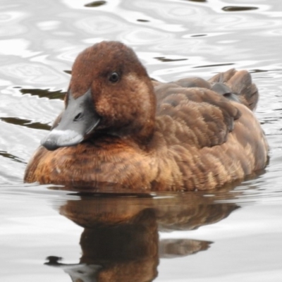 Aythya australis (Hardhead) at Isabella Pond - 16 Mar 2017 by JohnBundock