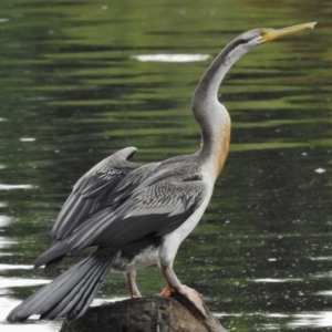 Anhinga novaehollandiae at Monash, ACT - 16 Mar 2017