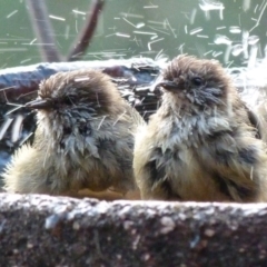 Acanthiza lineata at Barragga Bay, NSW - 15 Mar 2017 10:23 PM