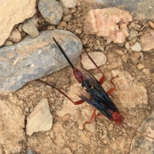 Lissopimpla excelsa at Wee Jasper, NSW - 16 Mar 2017