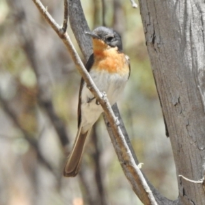 Myiagra cyanoleuca at Mount Clear, ACT - 9 Mar 2017 12:36 PM