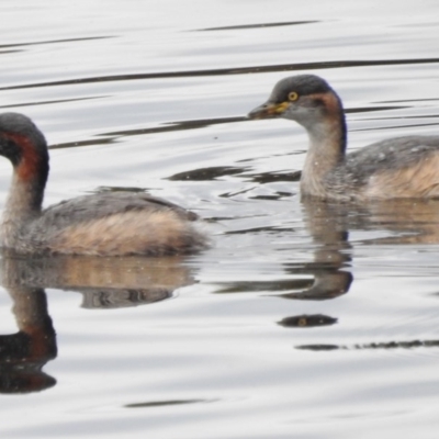 Tachybaptus novaehollandiae (Australasian Grebe) at Monash, ACT - 16 Mar 2017 by JohnBundock