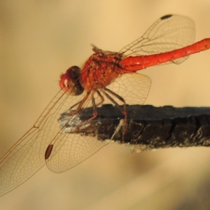 Diplacodes haematodes at Greenway, ACT - 18 Feb 2016 07:32 PM