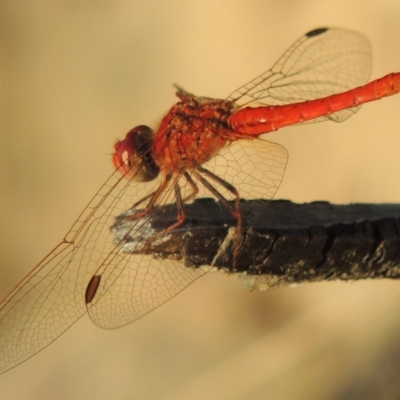 Diplacodes haematodes (Scarlet Percher) at Pine Island to Point Hut - 18 Feb 2016 by michaelb