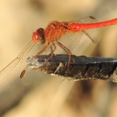 Diplacodes haematodes at Greenway, ACT - 18 Feb 2016 07:32 PM