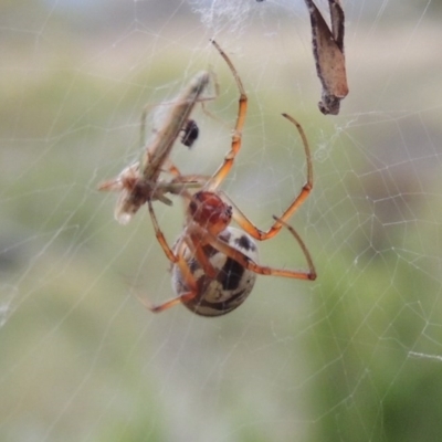 Phonognatha graeffei (Leaf Curling Spider) at Greenway, ACT - 22 Feb 2016 by MichaelBedingfield
