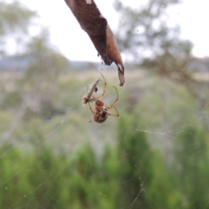 Phonognatha graeffei at Greenway, ACT - 22 Feb 2016 07:52 PM