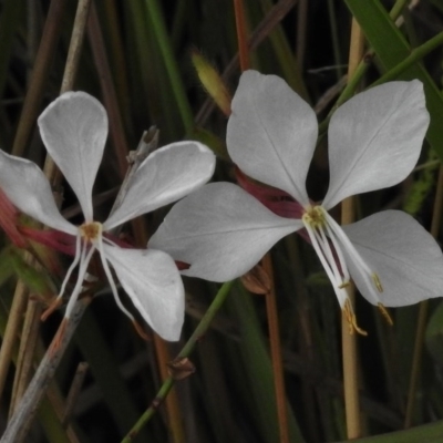 Oenothera lindheimeri (Clockweed) at Isabella Pond - 16 Mar 2017 by JohnBundock